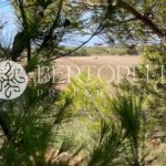 Bertorelli Properties in Mallorca